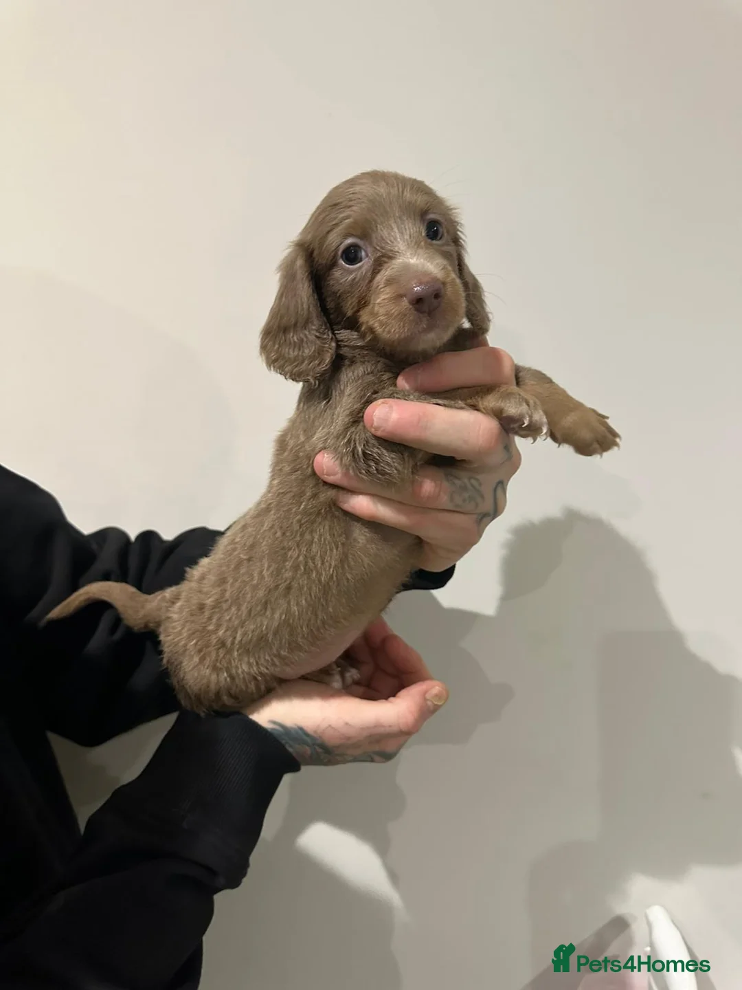 Miniature Dachshund dogs for sale: Mini dachshunds - Advert 15