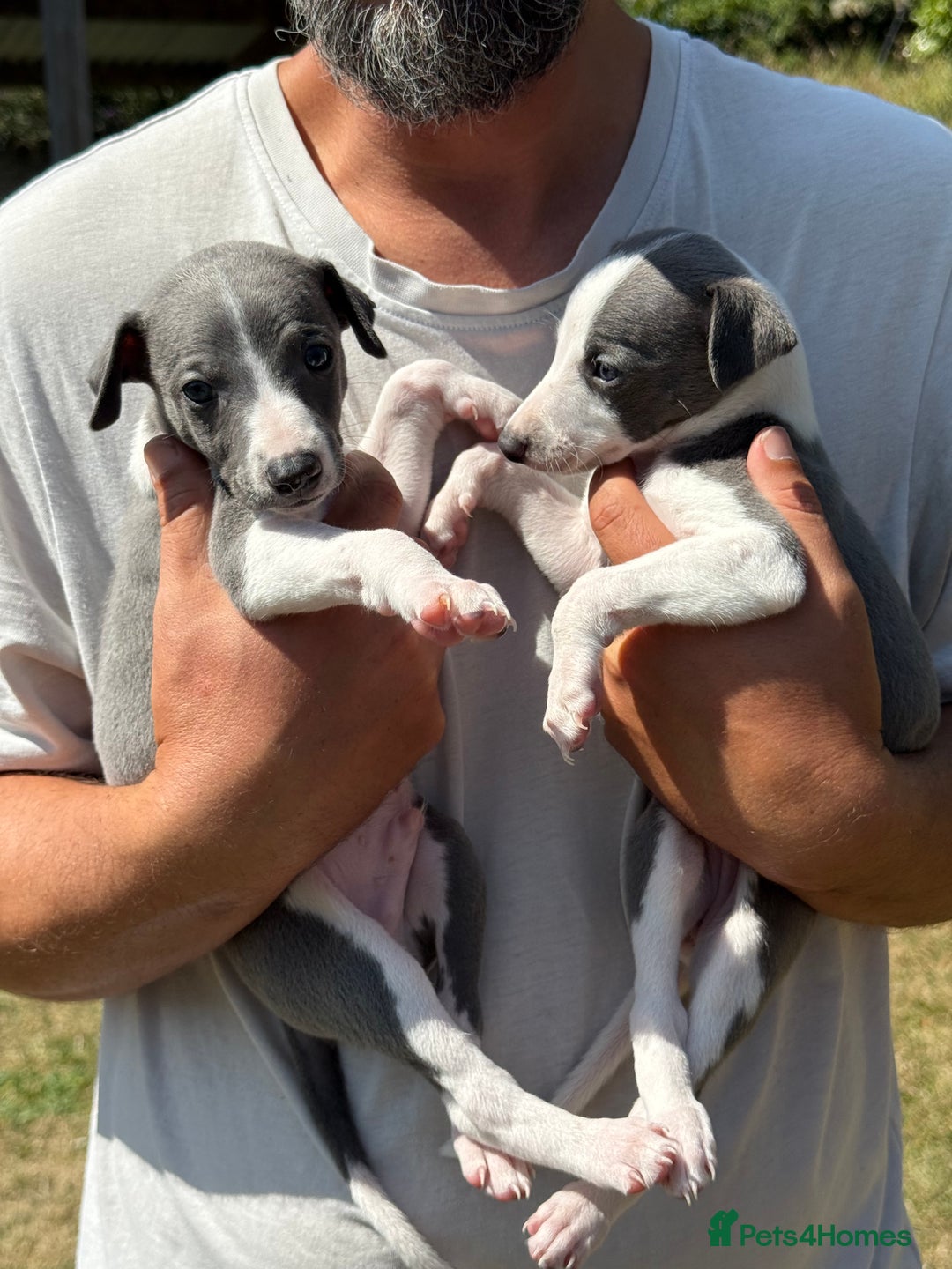 Whippet dogs for sale: Beautiful Blue whippet puppies  - Image 22