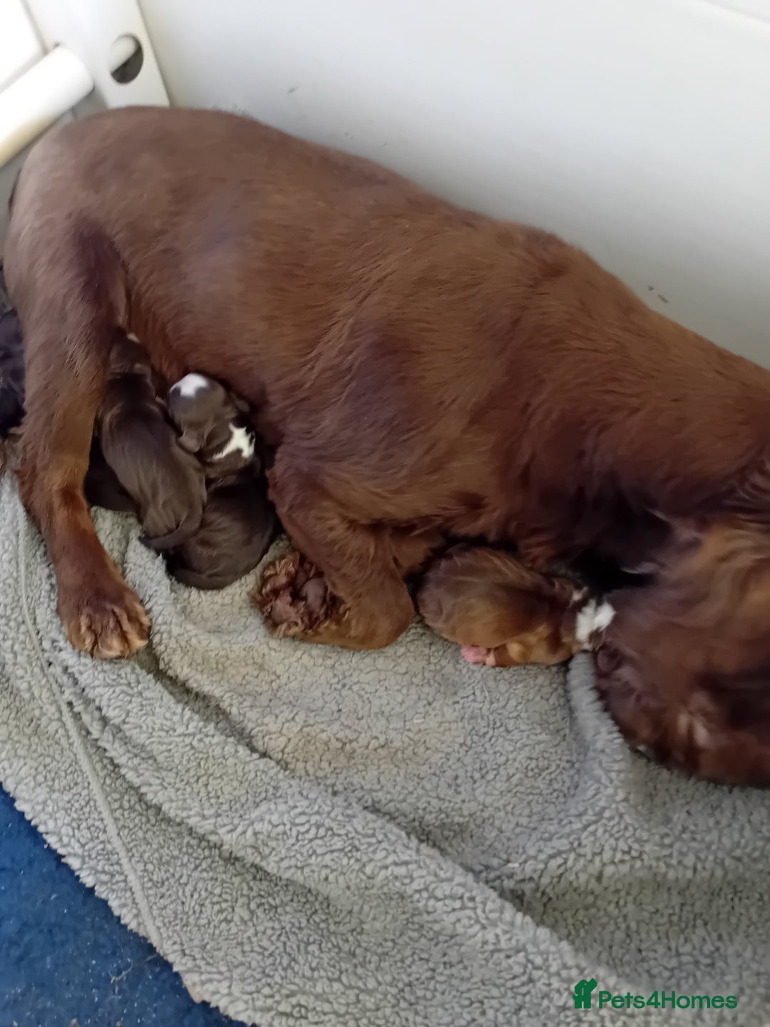 Cocker Spaniel dogs for sale: Stunning Cocker Spaniel girls - Advert 2