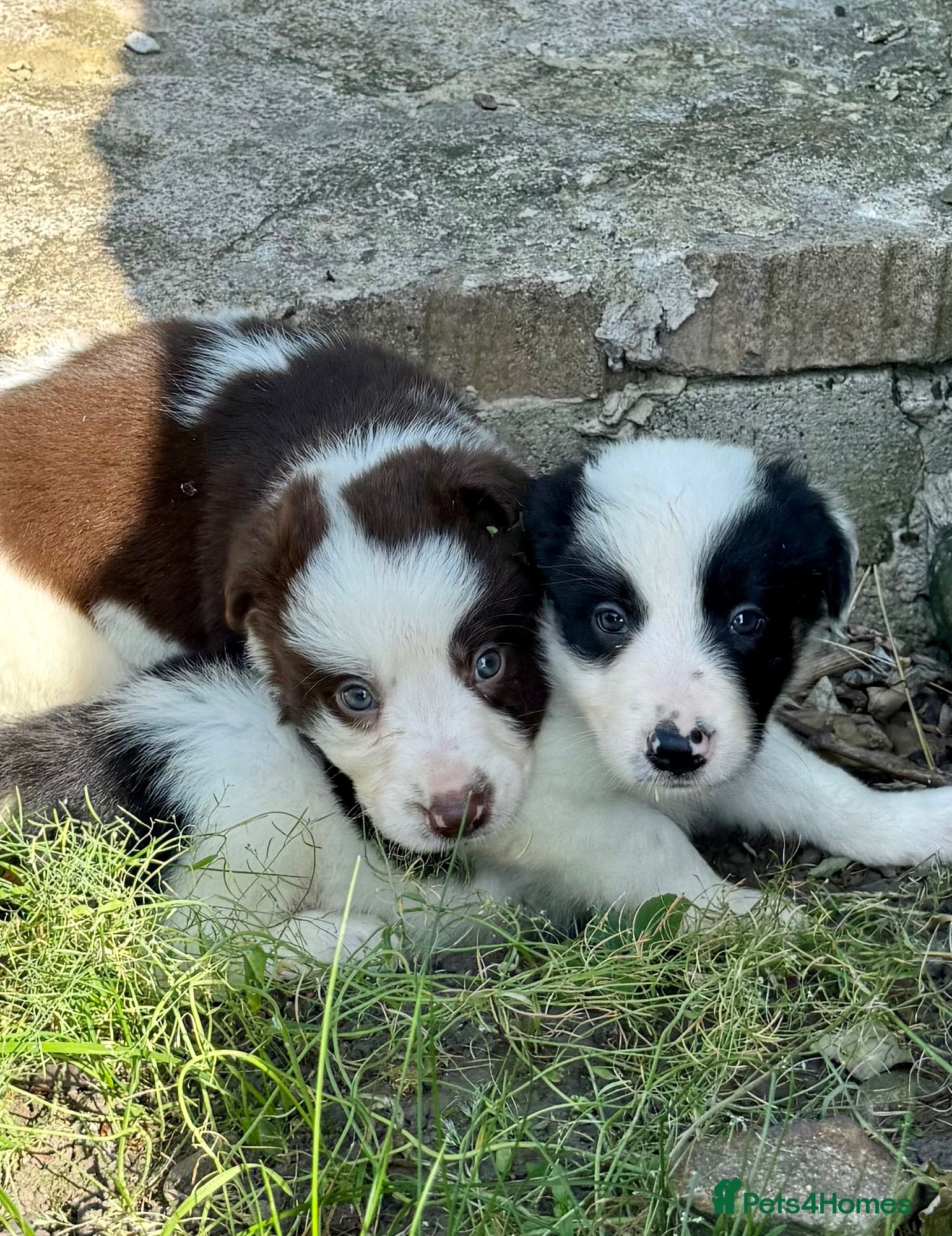 Border Collie dogs ISDS DNA Border Collie pups  - Advert 1