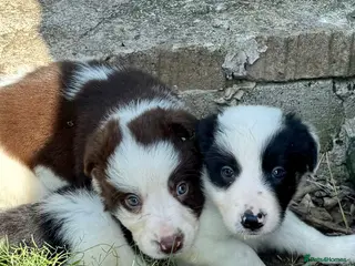 Border Collie dogs ISDS DNA Border Collie pups - Advert 1