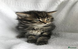 Ragdoll cats for sale: Long haired ragdoll cross mackerel tabby kittens  - Image 6