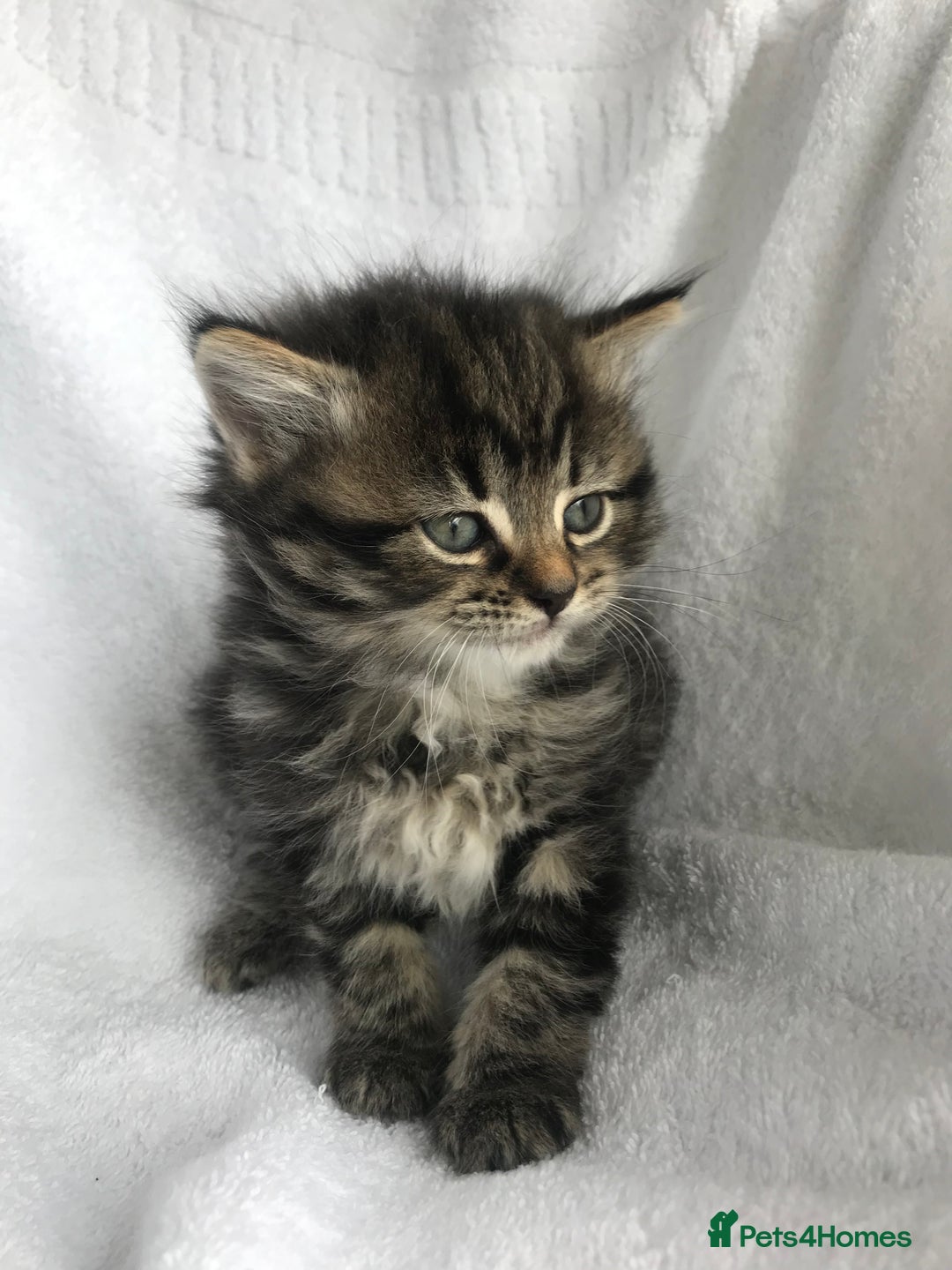 Ragdoll cats for sale: Long haired ragdoll cross mackerel tabby kittens  - Image 6