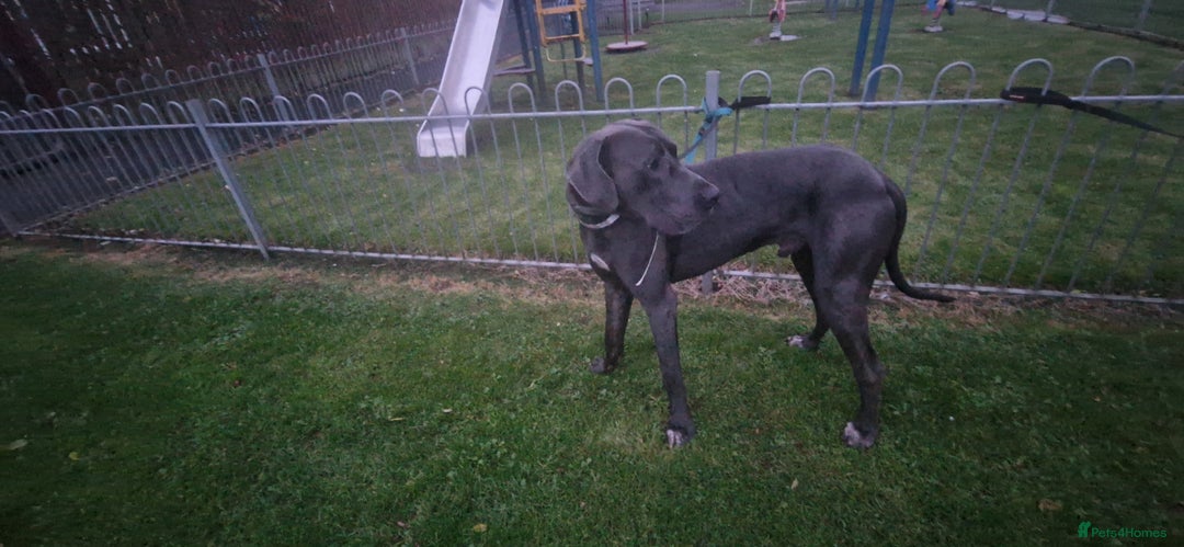 Great Dane dogs for stud: Great dane stud in Glasgow - Image 7