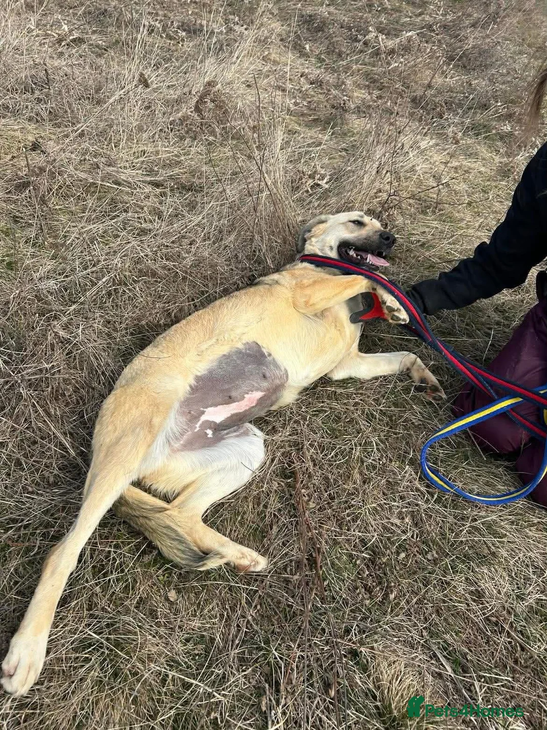 Mixed Breed dogs for adoption: Octavia - Norwich Norfolk  - Advert 11