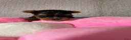 Yorkshire Terrier dogs for sale: Beautiful small Yorkshire Terrier Pedigree  in Peterborough - Advert 15