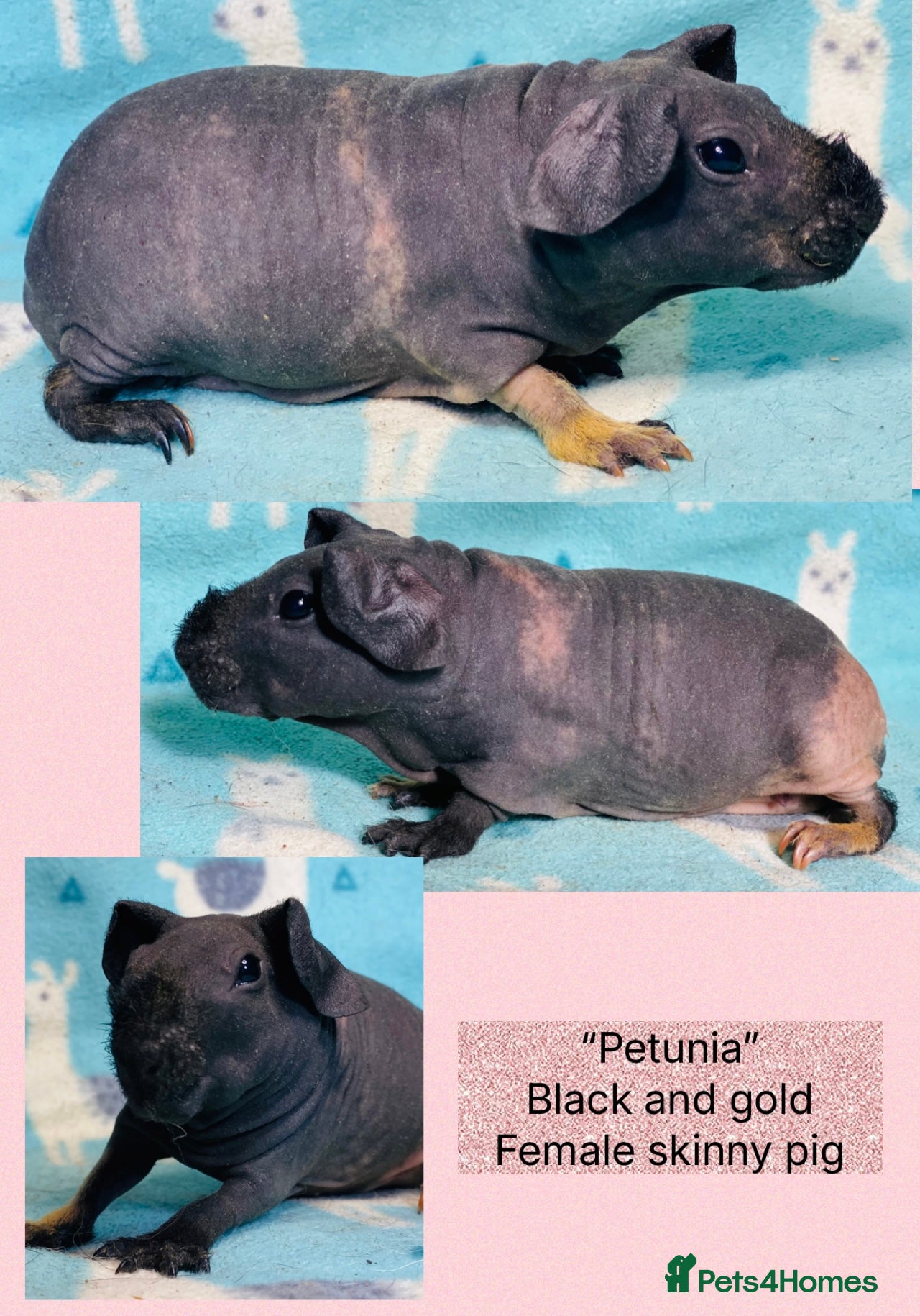 Guinea Pig rodents Pedigree Skinny pig baby girl ready to leave  - Advert 18