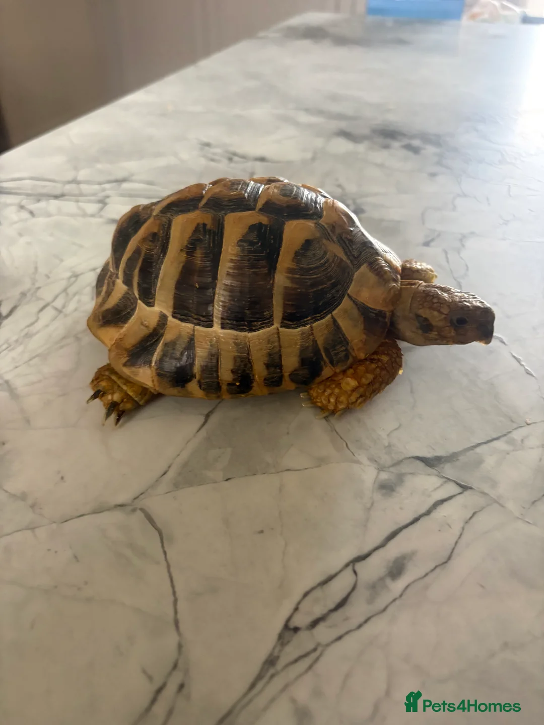 Tortoise reptiles for sale: 4.5 year old Hermanus tortoise - Advert 3