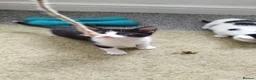 Mixed Breed cats for sale: Tuxedo black and white kittens - Advert 22