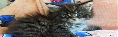 Maine Coon 4