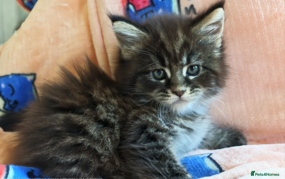 Maine Coon cats for sale: Maine coon kittens - Advert 40