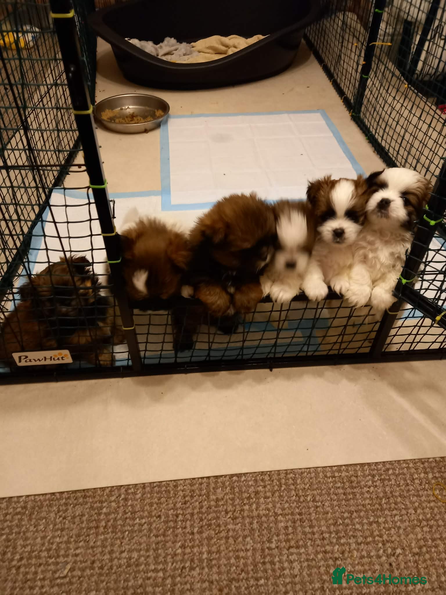 Mixed Breed dogs Shih tzu x  **  Pomeranian  - Advert 13