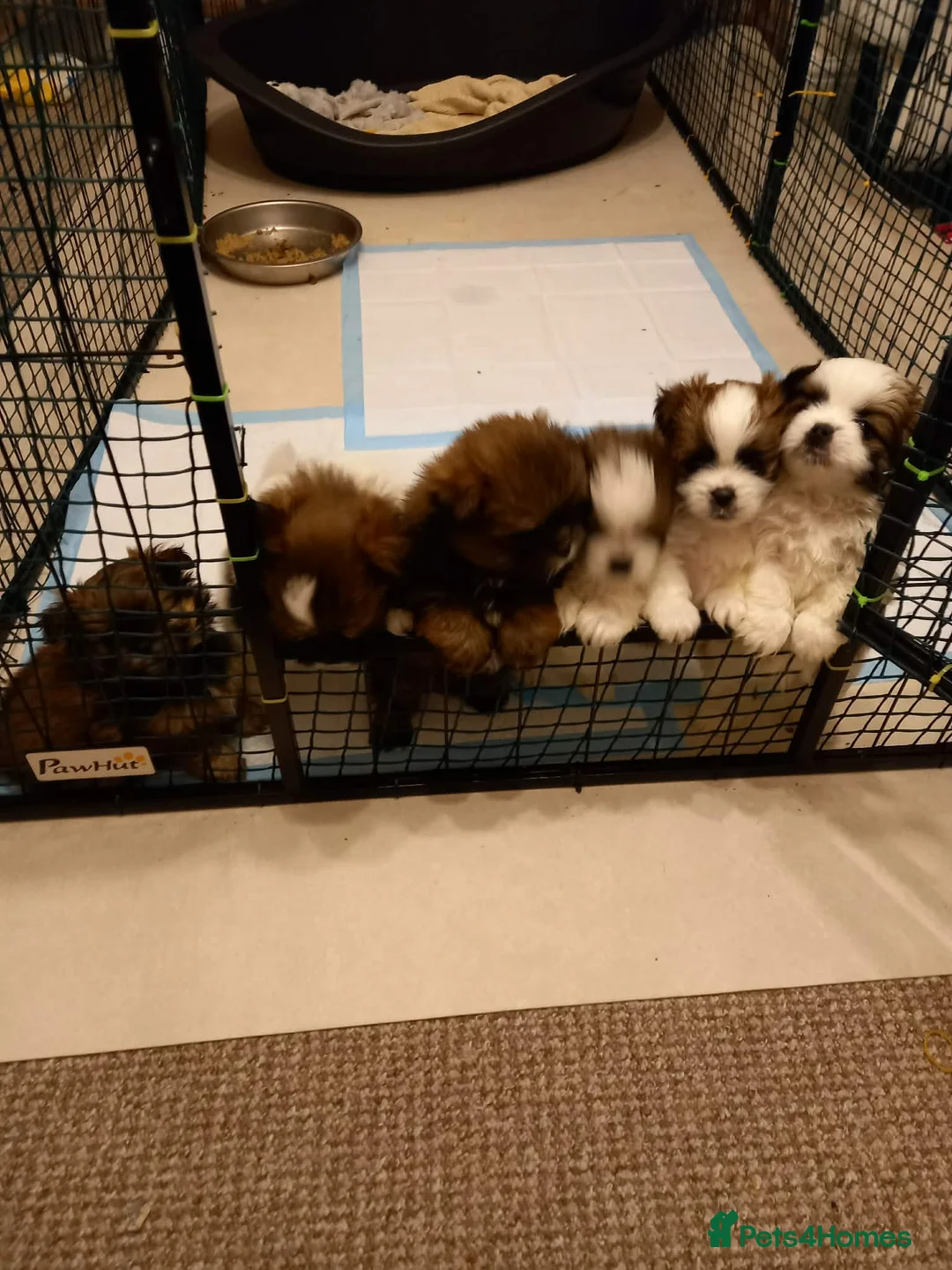 Mixed Breed dogs for sale: Shih tzu x  **  Pomeranian  in Spalding - Advert 9