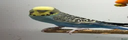 Budgerigars birds for sale: Adult Budgies - Male and Female  - Advert 4