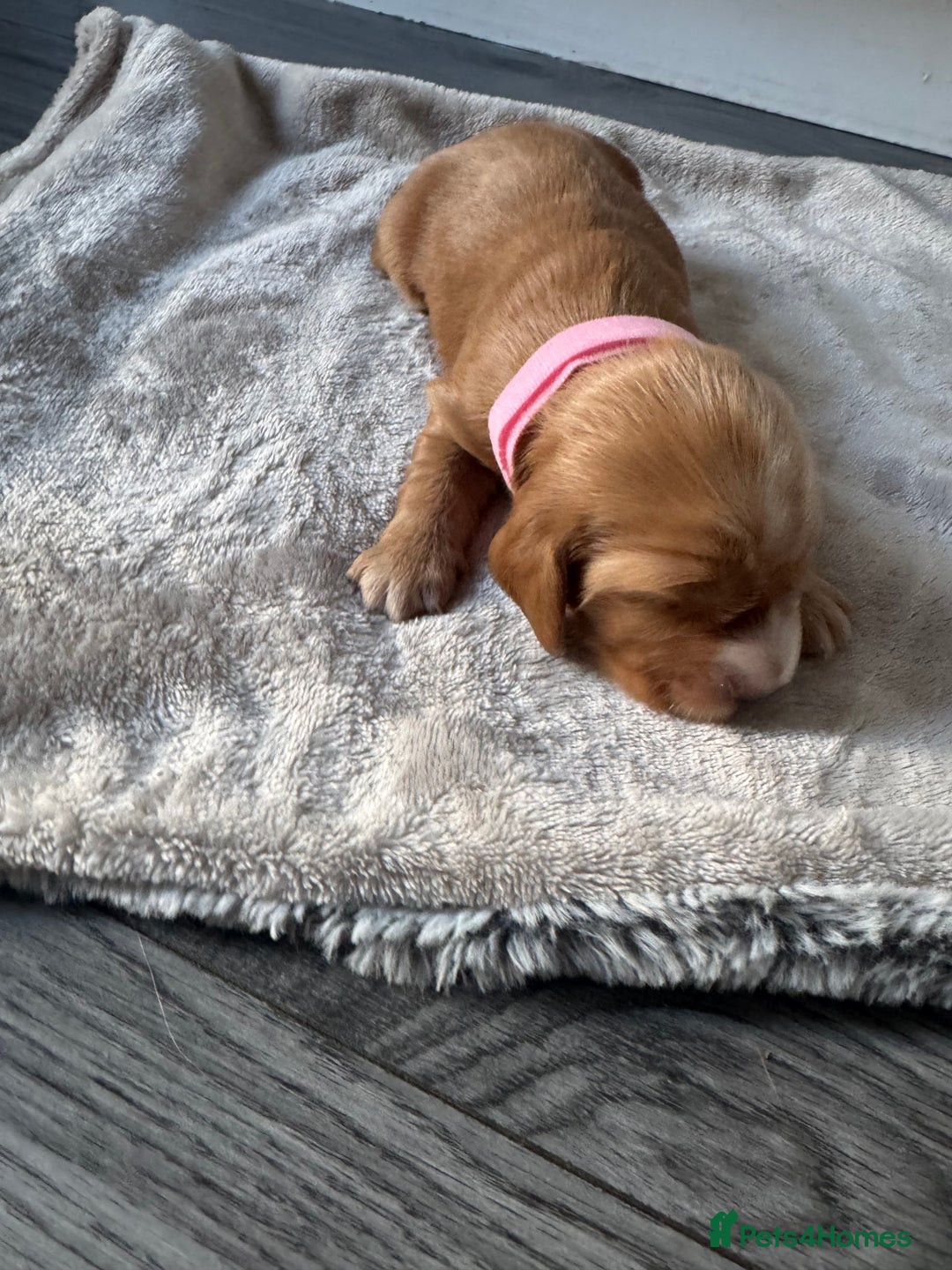 Cocker Spaniel dogs for sale: Stunning KC show cocker spaniels  - Image 5