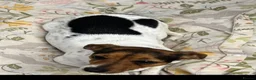 Jack Russell dogs for sale: Jack Russell bitch - Advert 7