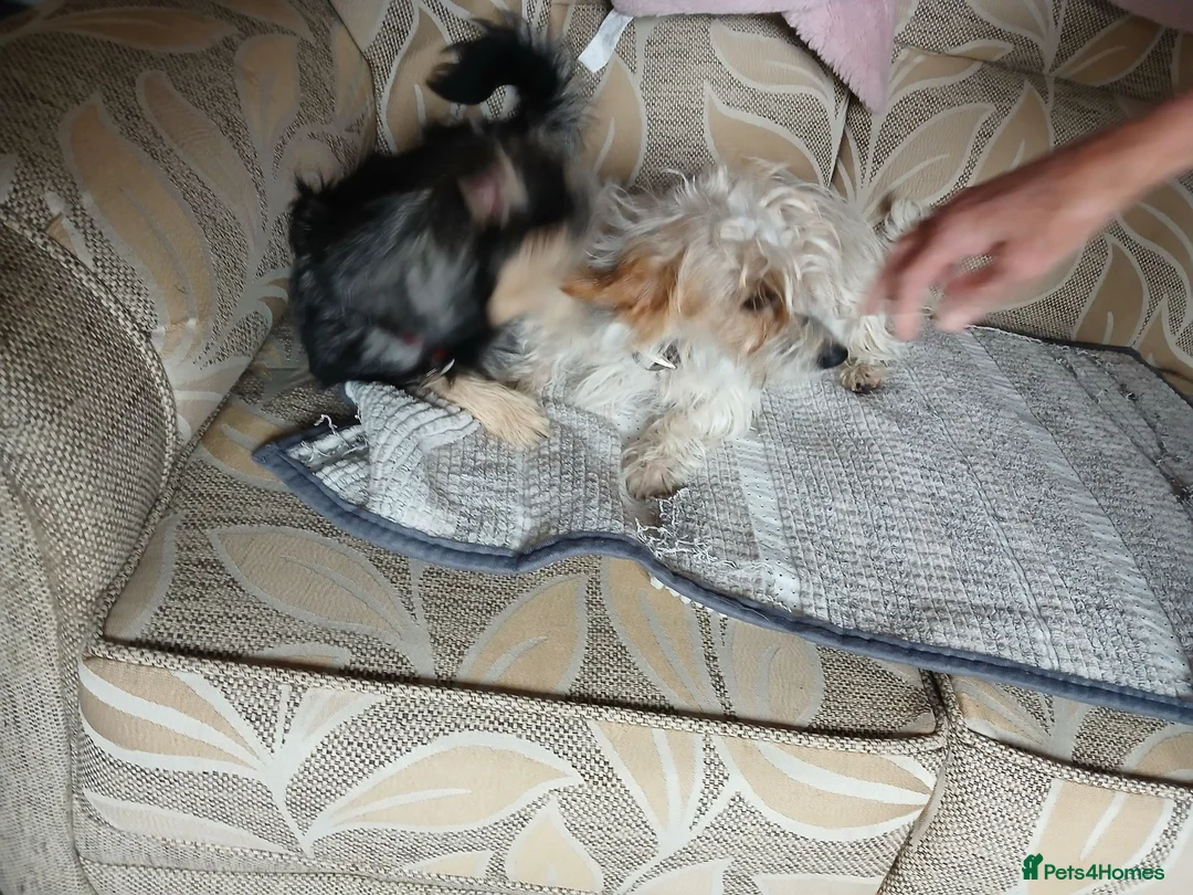 Yorkiepoo dogs for sale: Yorkie jack - Advert 2