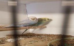 Budgerigars birds for sale: Budgies  - Image 4
