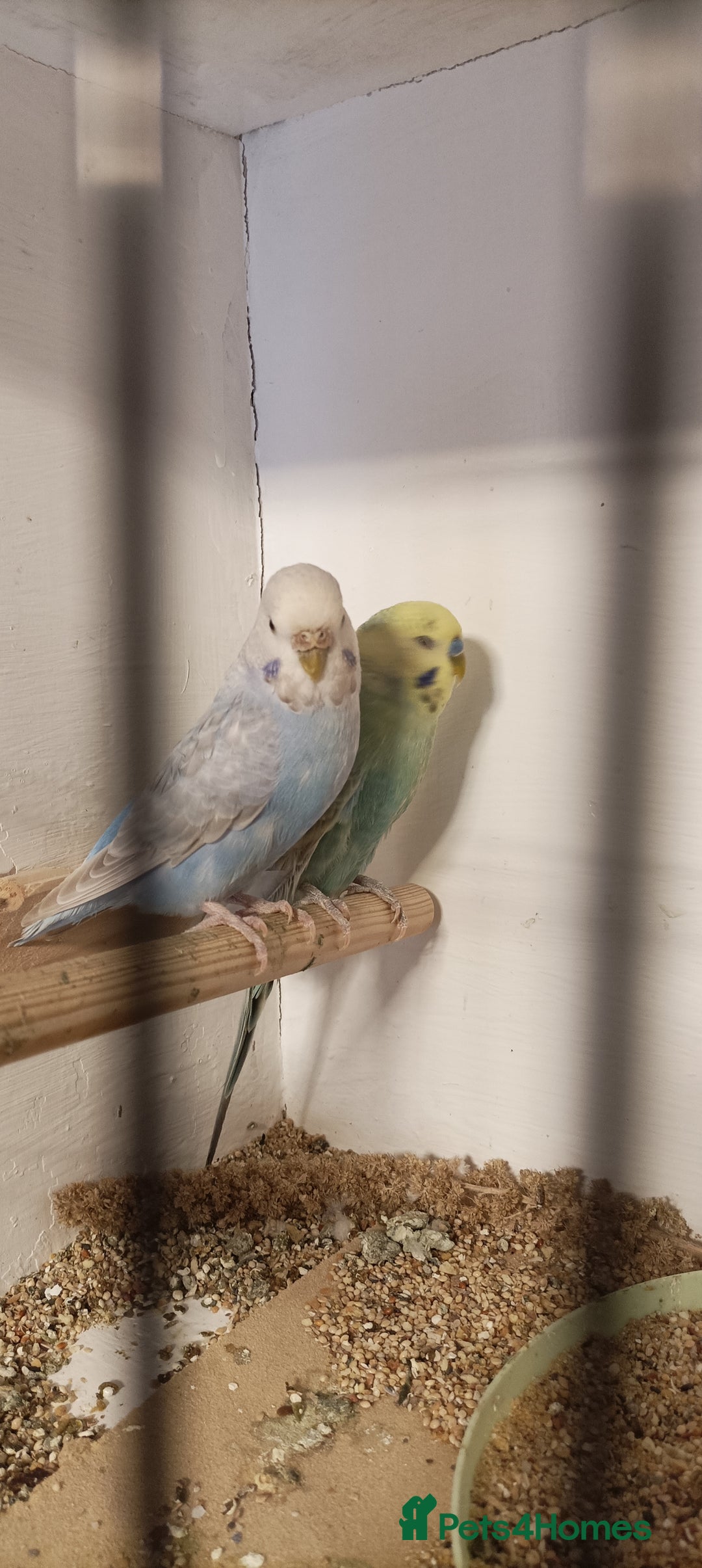 Budgerigars birds for sale: Budgies  - Image 4