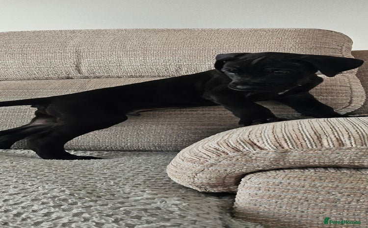 Great Dane dogs for sale - Advert 1