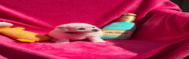 Bichon Frise 3