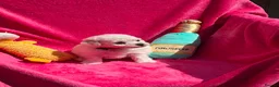 Bichon Frise dogs for sale: Stunning Bichon Frise Puppies - Advert 6