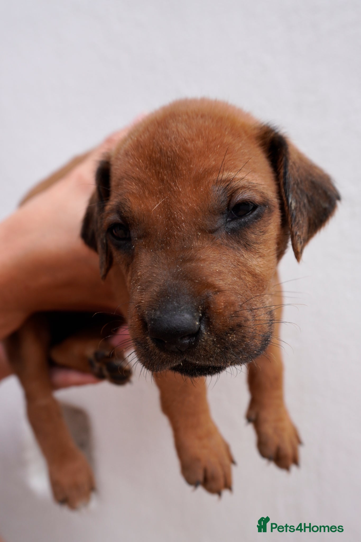 Rhodesian Ridgeback dogs for sale: Stunning litter of KC Rhodesian Ridgeback puppies in Ramsgate - Advert 9