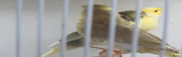Canaries birds for sale: Young canary chicks for sale aviary bred in St. Neots - Advert 2