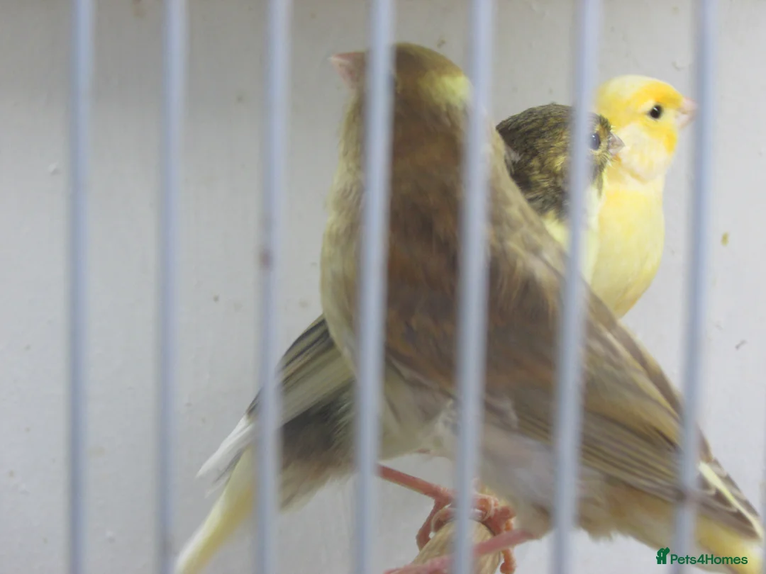 Canaries birds for sale: Young canary chicks for sale aviary bred in St. Neots - Advert 2
