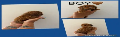Cockapoo 3