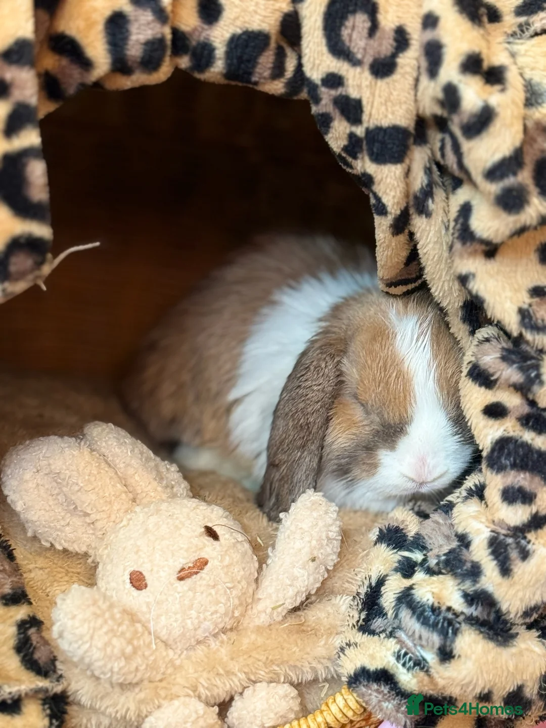 Netherland Dwarf rabbits for sale: Urgent rehoming. Young Netherland dwarf+ mini lop - Advert 9