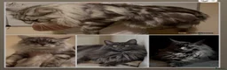 Maine Coon cats for sale: XXL Maine Coons Kittens Champion Sired  - Advert 1