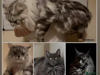Maine Coon cats XXL Maine Coons Kittens Champion Sired - Advert 1