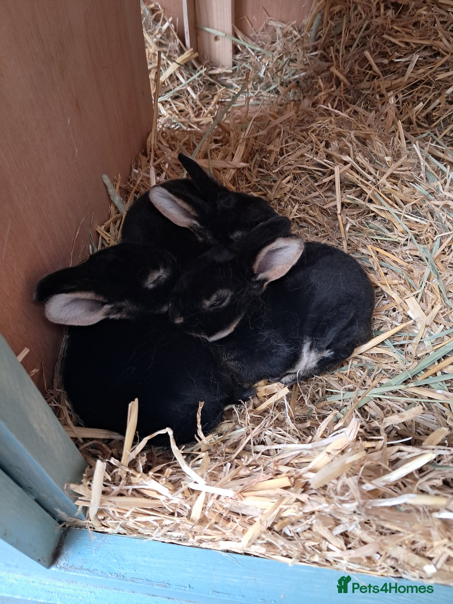 Rex rabbits *update only one rex baby left - Advert 1
