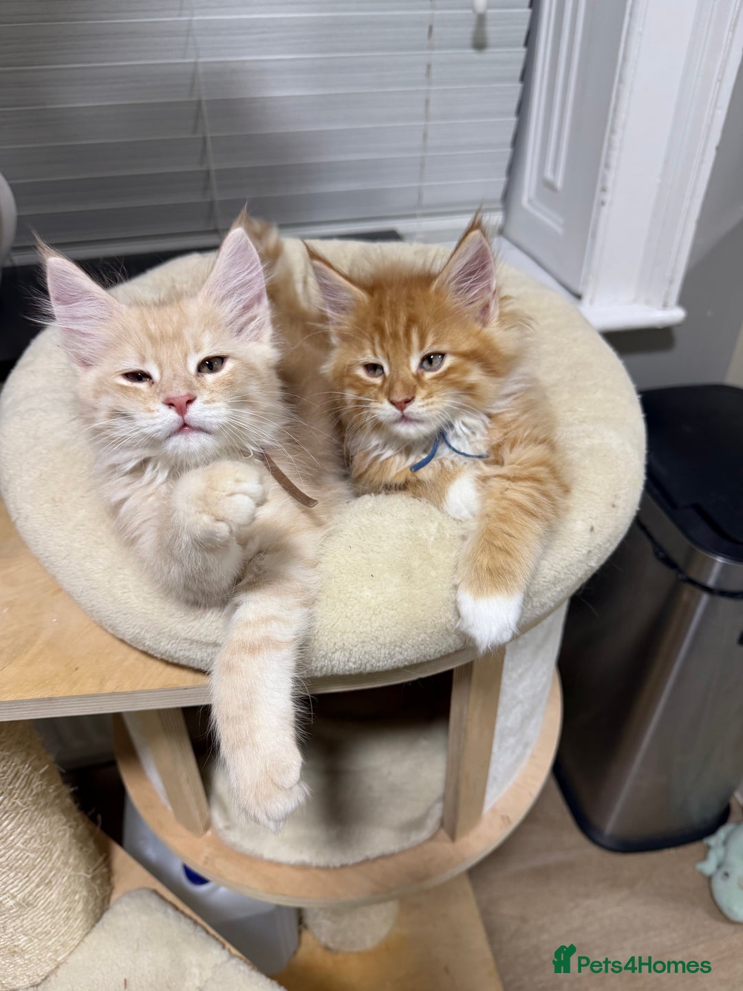 Maine Coon cats for sale: Beautiful friendly Maine Coon cross Kittens  - Advert 29