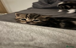 British Shorthair cats for sale: 4 Beautiful British Shorthair cross Kittens  - Image 8
