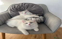 Ragdoll cats for sale: Beautiful Bi Colour Ragdoll - Image 4