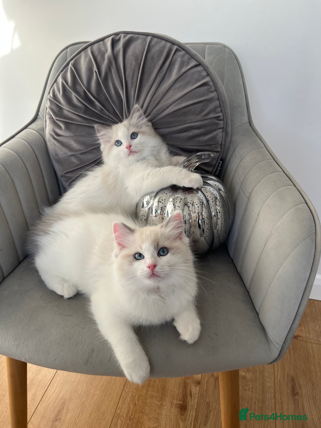 Ragdoll cats for sale: Beautiful Bi Colour Ragdoll - Image 4