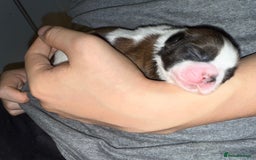 Shih Tzu dogs for sale: ShihTzu Newborn Puppies 💕Home-Raised & Well-Loved - Advert 1