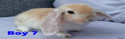 Mini Lop rabbits for sale: Cute French x Mini Lop Looking for Loving Homes! - Advert 11