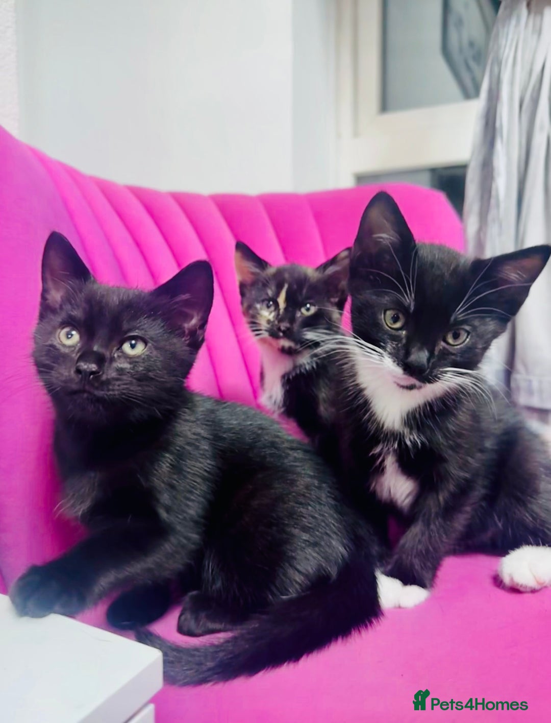 European cats for sale: 3 kittens for sale  - Image 1