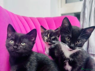 European cats - Advert 20