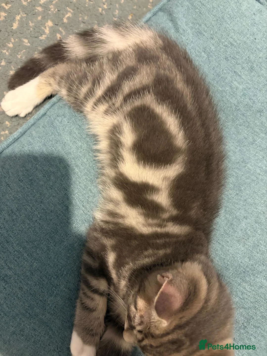 Mixed Breed cats for sale: Grey and white kittens in Preston - Advert 2