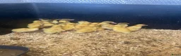 Ducks poultry for sale: Muscovy and pekin ducklings - Advert 4