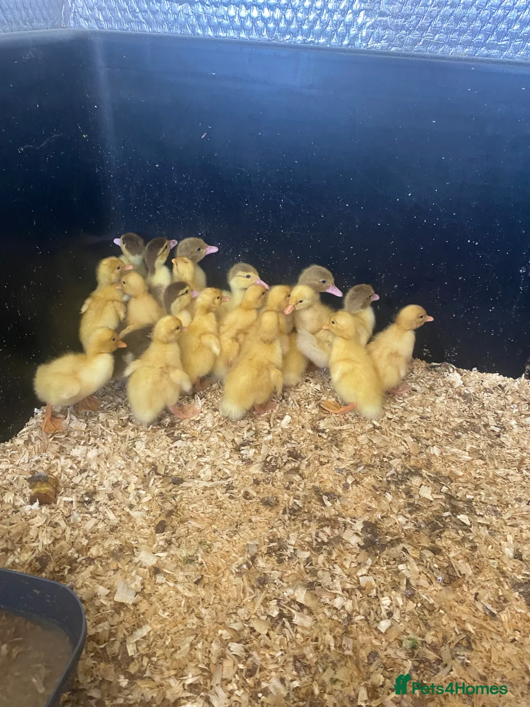 Ducks poultry for sale: Muscovy and pekin ducklings - Advert 4