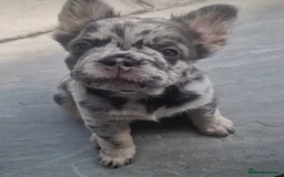 French Bulldog dogs for stud: New shade fluffy merle  in Sheffield - Image 20
