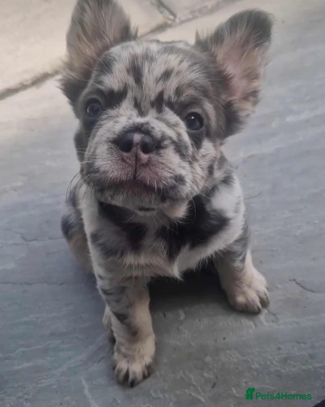 French Bulldog dogs for stud: New shade fluffy merle  in Sheffield - Image 20