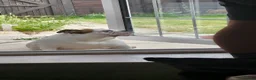 Mixed Breed dogs for sale: Jiggles the Bulldog Cross  - Advert 6