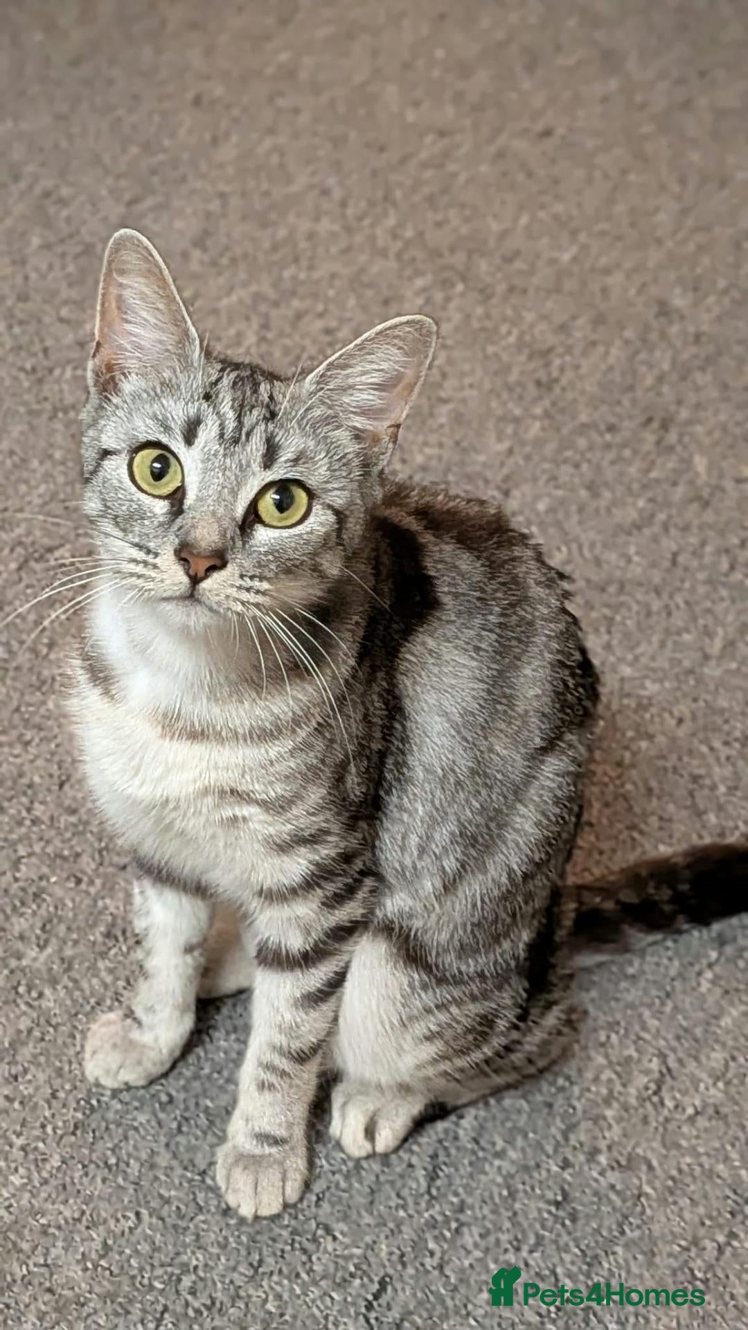 Mixed Breed cats Female Cat for Adoption - Advert 1