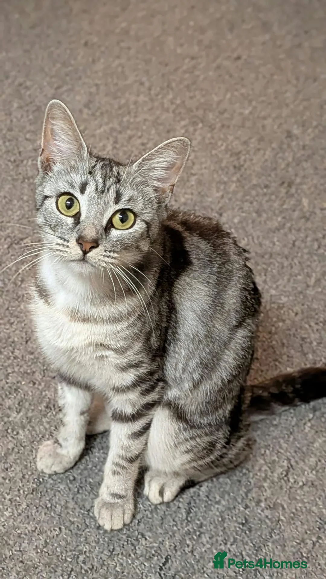 Mixed Breed cats for adoption: Female Cat for Adoption - Advert 1